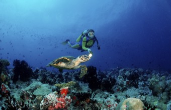 Hawksbill turtle and diver, Eretmochelys imbricata, Maldives, Indian Ocean, Ari Atoll, Asia