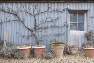 Trellis fruit, apricot (Prunus armeniaca), The Barn Garden, Great Britain