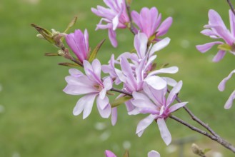 Magnolia × loebneri 'Leonard Messel', Arboretum Woislowitz, Niemcza, Lower Silesia, Poland, Europe