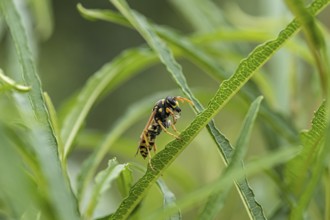 Gallic field wasp collecting nectar, european paper wasp (Polistes dominula), columnar deciduous