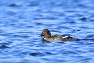 Female Common goldeneye on a lake. Female goldeneye in winter