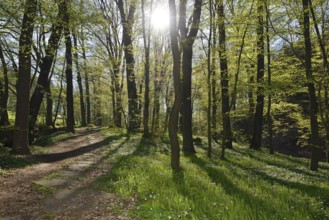 Sohland in Upper Lusatia saxon in spring
