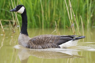 Canada goose on a lake
