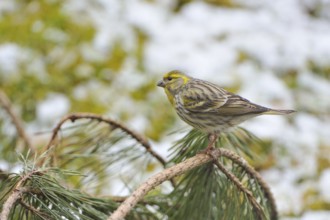 European Serin on a branch. European Serin on a trunk