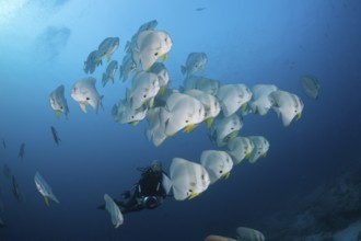 Shoal of Longfin Batfish, Platax teira, Ari Atoll, Indian Ocean, Maldives | Shoal of Longfin