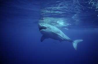 Great white shark, Carcharodon carcharias, USA, California, Pacific Ocean, Farallon Islands, San