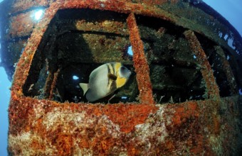 Cortez angelfish in a shipwreck, Pomacanthus zonipectus, Mexico, Sea of Cortez, Lower California,