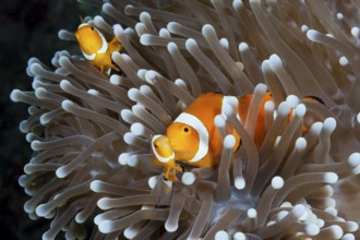 Orange skunk clownfish, Amphiprion ocellaris, New Ireland, Papua New Guinea, Oceania