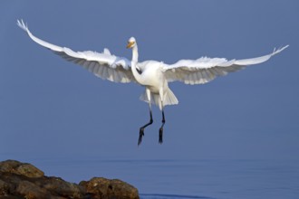 Great Egret, (Egretta alba), Ardea alba, Animals, Birds, Herons, Sur Masirah, Shannah, Ash