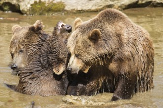 Brown bear (Ursus arctos)