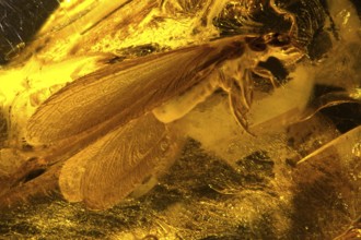 Amberinkluse - Termite