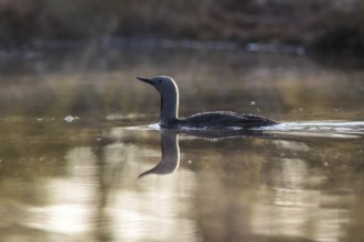 Red-throated diver (Gavia stellata)