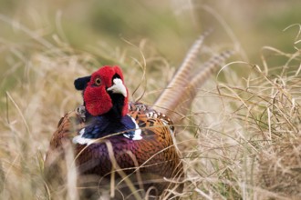 A noble pheasant head-on between dry grass