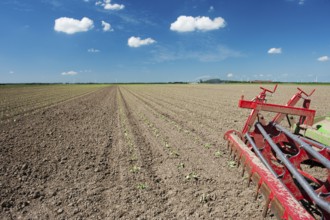Fields with young vegetable fields and detail of planting machine