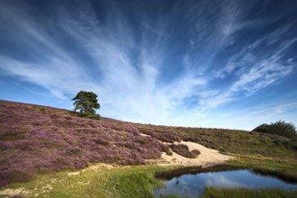 Flowering pink heather close to small wild pond
