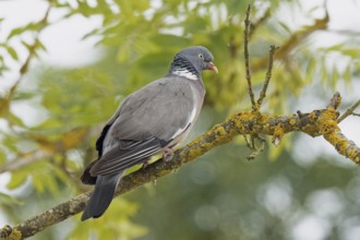 Wood pigeon standing on branch looking right