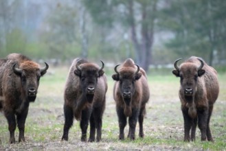 European bison (Bos bonasus), bison group in a meadow, Döberitzer Heide nature reserve,