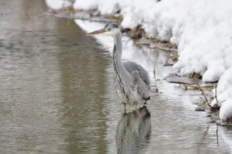 Grey heron in the snow looking for food. Graureiher im Winter