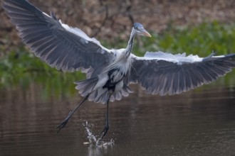 Cocoirei heron (Ardea cocoi), flying, in flight, Pantanal, inland, wetland, UNESCO Biosphere