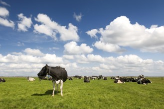 Typical Dutch landscape with black and white cows in the meadows