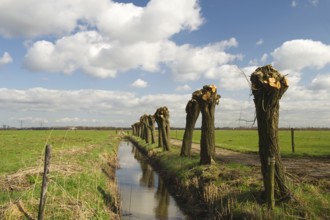Dutch pollard willows in spring in dutch landscape