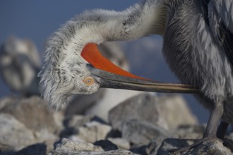 Plumage care for a Dalmatian pelican