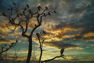 A tree with birds at sunset, surrounded by dark, dramatic clouds in the sky, grey heron (Ardea