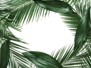 Palm leaves isolated on white background. Tropical leaves top view or flat lay. Tropical