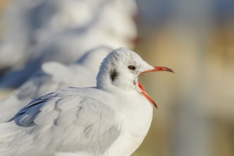 Black-headed Gull (Chroicocephalus ridibundus) portrait in winter. Bas-Rhin, Alsace, Grand Est,