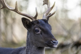Fallow deer (Dama dama), portrait, male, captive, Landsberg am Lech Wildlife Park, Upper Bavaria,