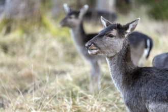 Fallow deer, female fallow deer (Dama dama), Landsberg am Lech Wildlife Park, Upper Bavaria,