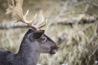 Fallow deer (Dama dama), portrait, male, captive, Landsberg am Lech Wildlife Park, Upper Bavaria,