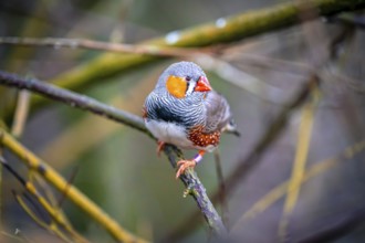 A zebra finch (Taeniopygia) sits on a branch and looks into the camera in the middle of nature,