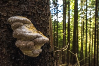 A scenic polypore after rain in an alpine forest, Germany, Europe