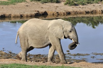 A female African Elephant in the Addo Park, South Africa, Africa