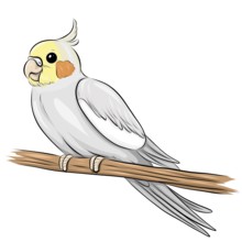 Cockatiel illustration