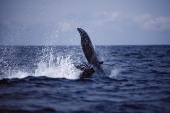 Humpback whale fluke, Megaptera novaeangliae, Silverbanks, Caribbean Sea, Dominican Republic,