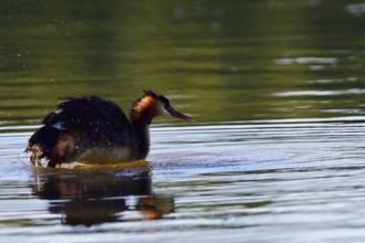 Great crested grebe fishing in a lake. Great crested grebe in the morning sun
