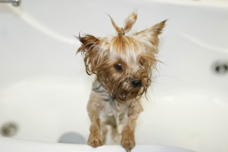 A small dog standing in a bathtub with wet fur after being washed