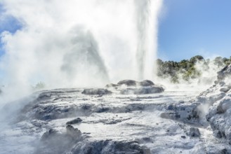 Pohutu Geyser in the Te Puia Thermal Park in the Whakarewarewa Valley on the North Island of New