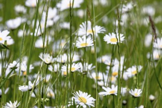 Meadow daisies with grasses