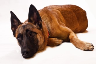 Malinois lying, in front of a white background