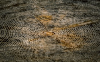 Wood background with a close up where you can see the details of a tree trunk, the rings and the