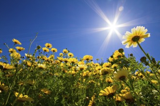 Yellow leucanthemum daisy meadow under a blue sky in full sunlight