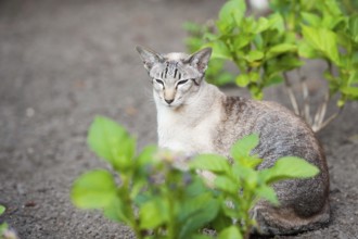 Seal tabby point siamese pure breed cat in the garden