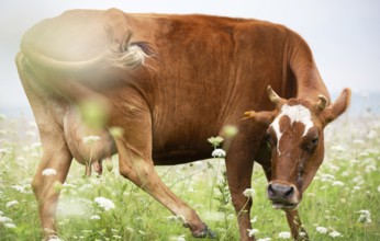 A happy cow grazes in a flower meadow and enjoys life
