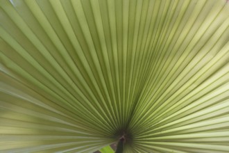 Leaf of a Livistona palm - close-up