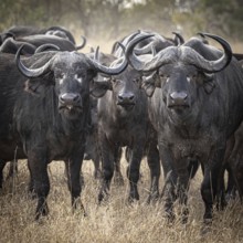 Three african buffalo (Syncerus caffer), portrait, Balule Plains, South Africa, Africa