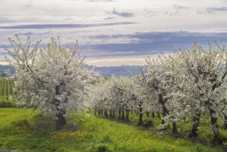 Cherry orchards in bloom near Wittegensdorf, Wittgensdorf, Saxony, Germany, Europe