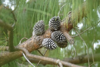 Jelote pine (Pinus patula)